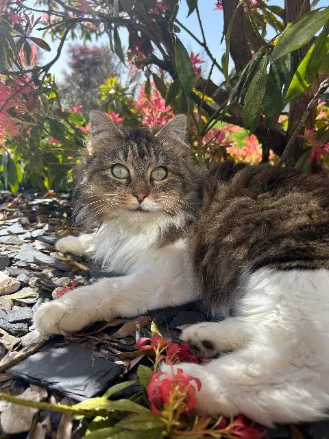 chatte lost   61800 Chanu Tara