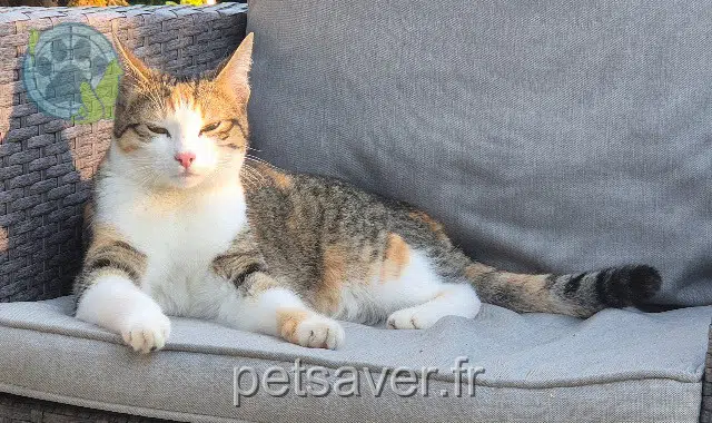 chatte lost 61800 Tinchebray-Bocage Plume