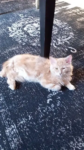 chatte lost   61190 Tourouvre au Perche Plume