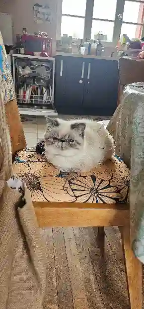 Chatte Perdue 61 Orne - Yumi Chatte Perdue 61 Orne - Yumi