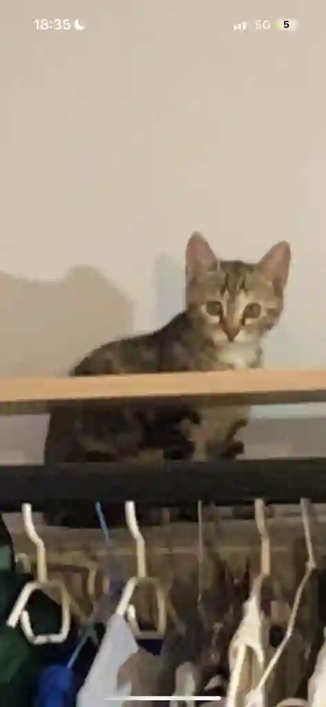 Chatte Perdue 61 Orne Chatte Perdue 61 Orne