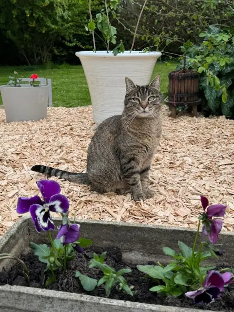 chatte lost   61300 Saint-Ouen-sur-Iton Zoula (familièrement Mimine)