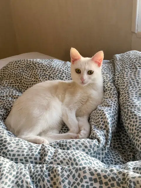 chatte lost   61200 Аржантан Runa