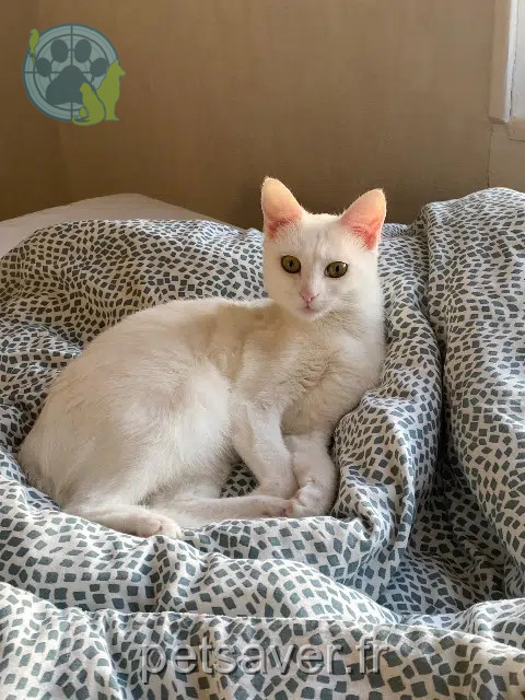 cat lost 61200 Аржантан Runa cat lost 61200 Аржантан Runa