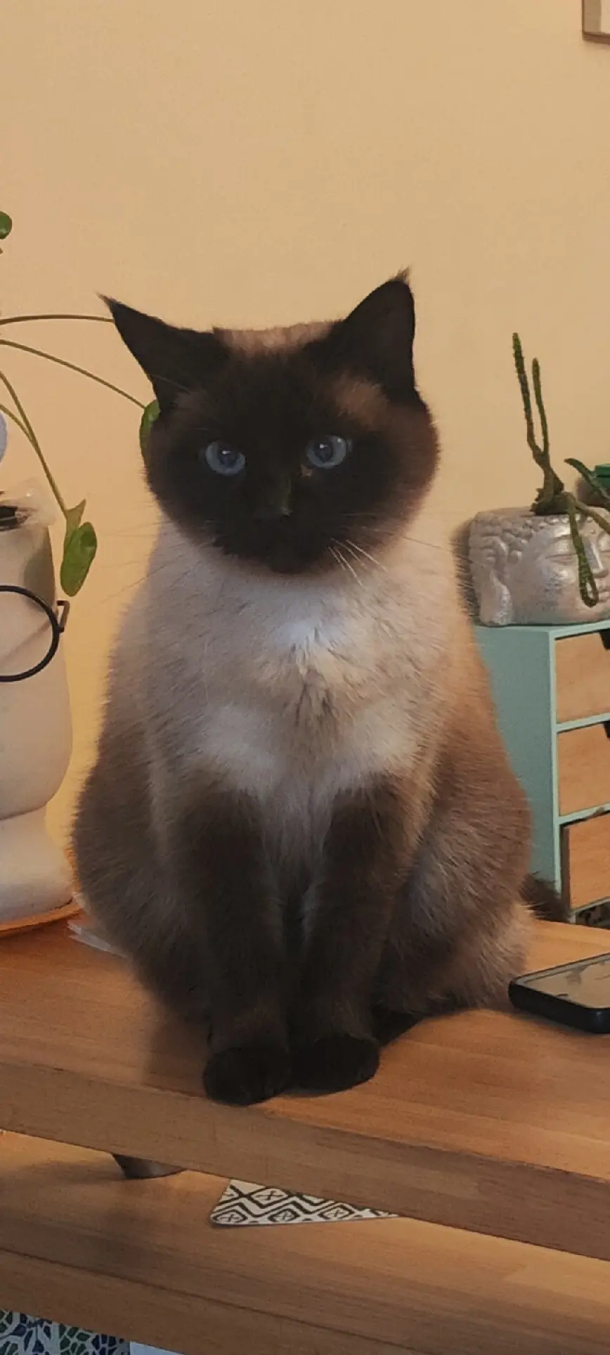 chatte perdue Rue Francoise Dolto 62138 Auchy-les-Mines chatte lost Rue Francoise Dolto 62138 Auchy-les-Mines