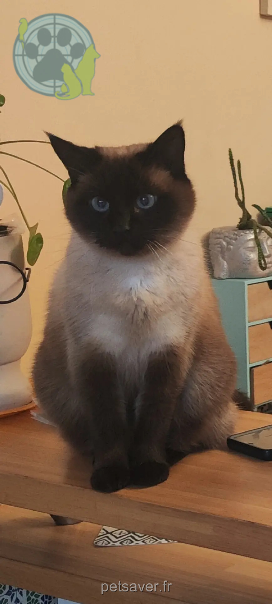 kat vermist Rue Francoise Dolto 62138 Auchy-les-Mines kat lost Rue Francoise Dolto 62138 Auchy-les-Mines