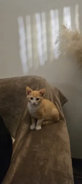 chatte lost   62340 Guînes Aimée