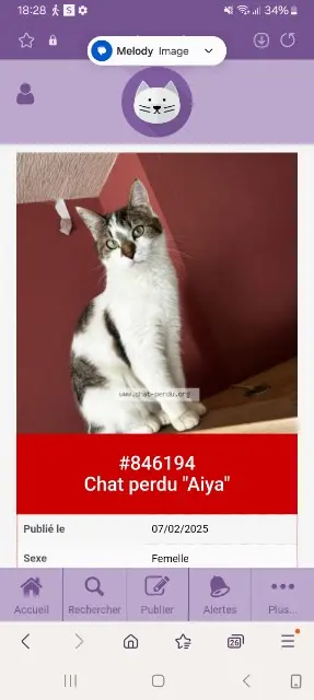 chatte lost   62230 Outreau Aiya