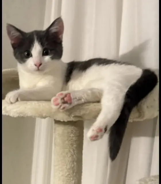 chatte lost   62520 Le Touquet-Paris-Plage Ana