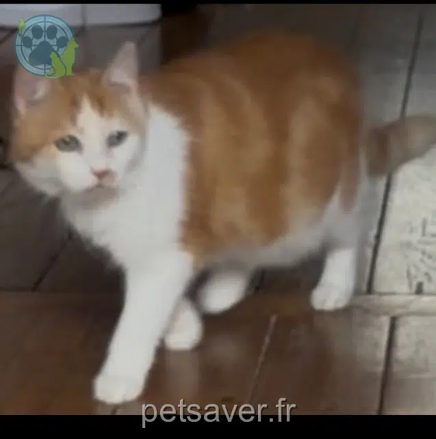 kat vermist 62000 Arras Mamiquette kat lost 62000 Arras Mamiquette
