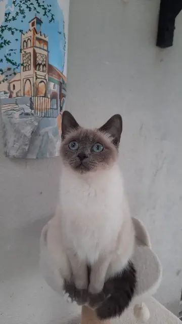 chatte lost   62000 Arras Moshi