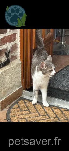 chatte lost 62153 Ablain-Saint-Nazaire Atchoum