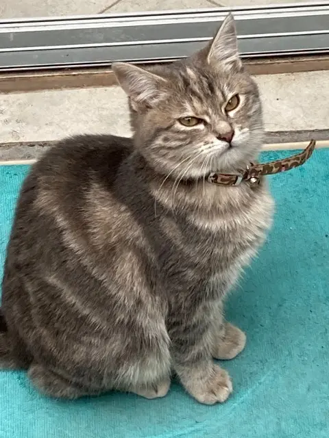 chatte lost   62100 Calais Athena