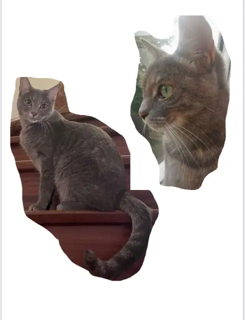 chatte lost   62590 Oignies Baila