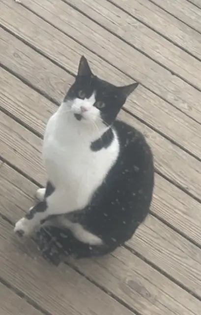 chatte lost   62890 Nordausques Bebe chat