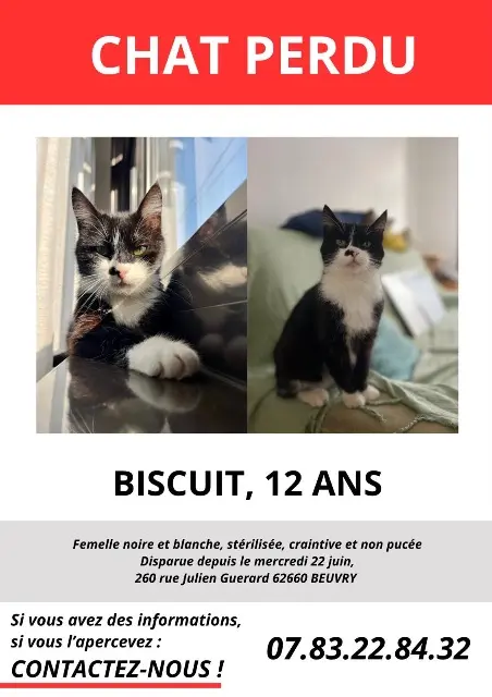 chatte lost   62660 Beuvry Biscuit