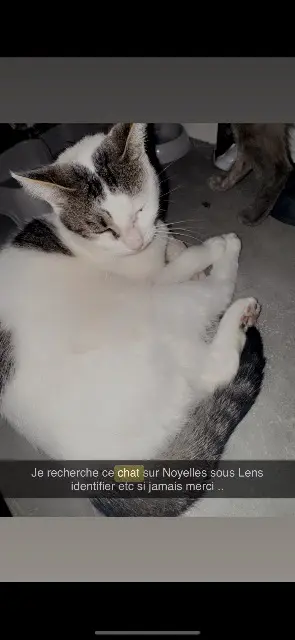 chatte lost   62221 Noyelles-sous-Lens Blanchette