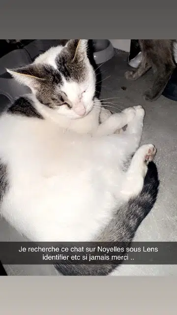 chatte lost   62221 Noyelles-sous-Lens Blanchette