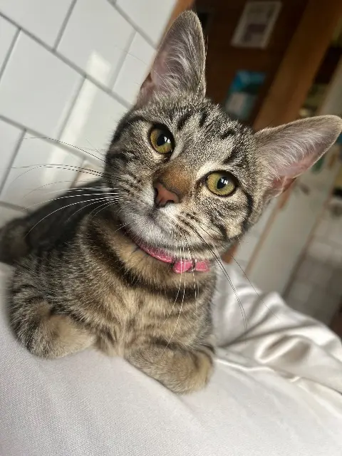 chatte lost   62550 Nédonchel Boo (boulette)