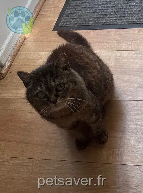 cat lost 62200 Boulogne-sur-Mer Juna cat lost 62200 Boulogne-sur-Mer Juna