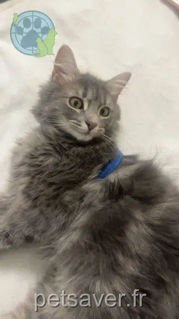 gata perdida 62100 Calais Abby gata lost 62100 Calais Abby