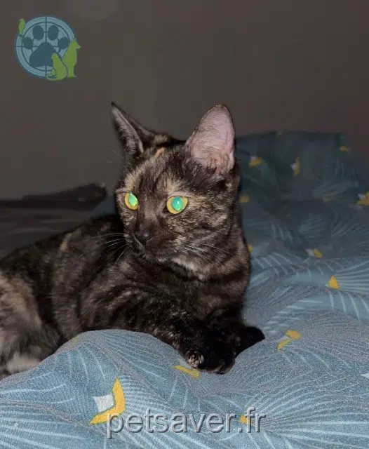 chatte lost   62100 Calais Abysse
