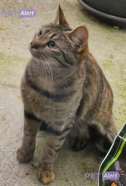 chatte lost   62000 Dainville Caline