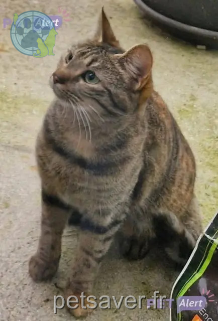 chatte perdue 62000 Dainville Caline chatte lost 62000 Dainville Caline