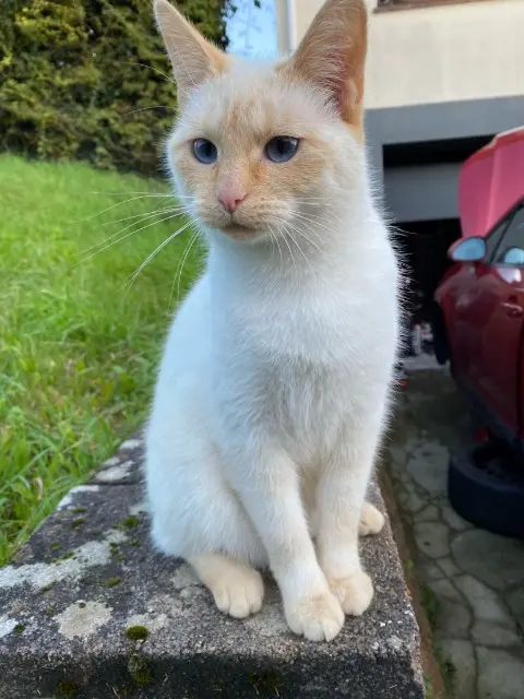 chatte lost   62550 Pernes Chanel