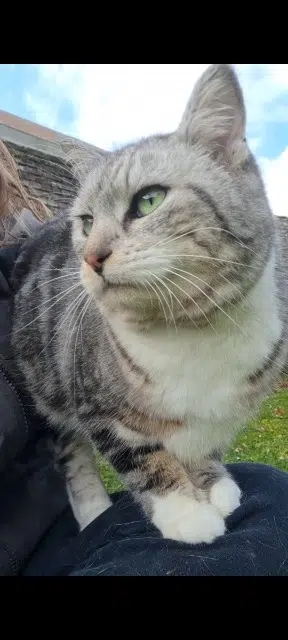 chatte lost   62450 Bapaume Chaton