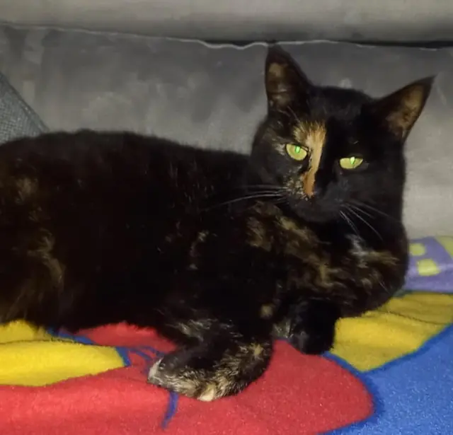 chatte lost   62320 Rouvroy Cookie