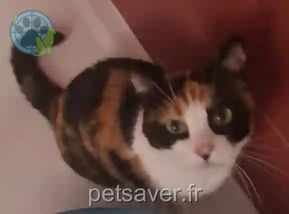 Chatte Perdue 62 Pas-de-Calais - Coquette Chatte Perdue 62 Pas-de-Calais - Coquette