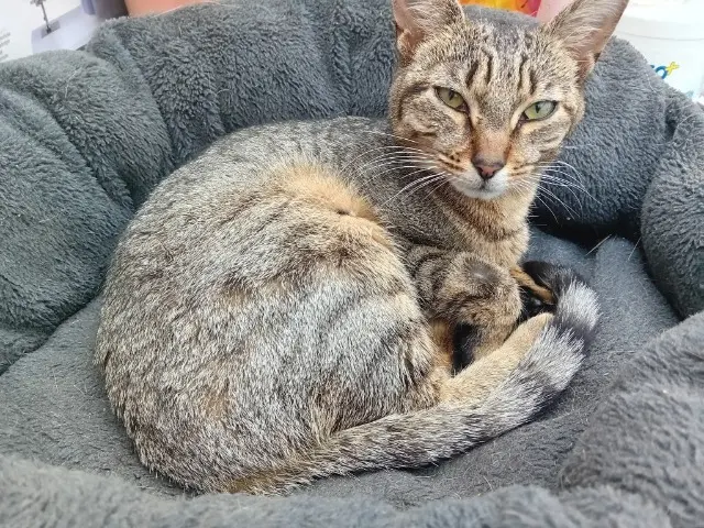 chatte lost   62120 Quiestède Crevette