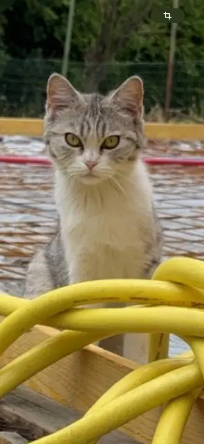 chatte lost   62970 Courcelles-lès-Lens Crystal