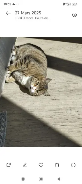 chatte lost   62850 Alembon Danaé