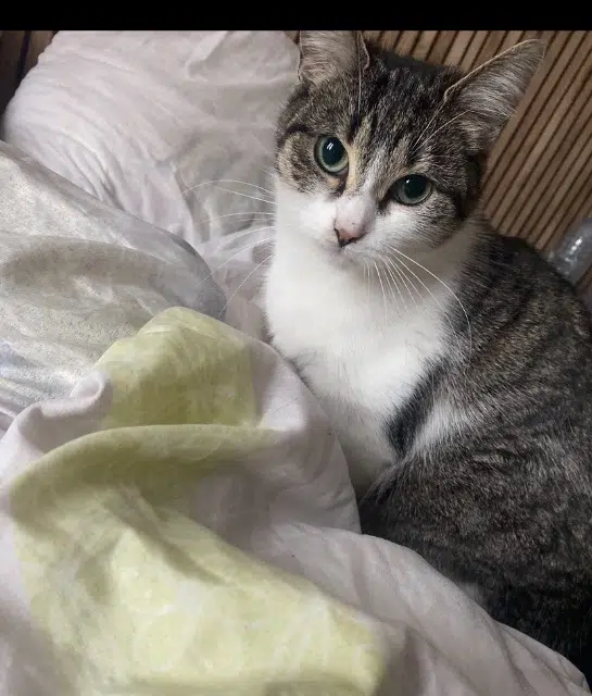 cat lost 62480 Le Portel Emeraude cat lost 62480 Le Portel Emeraude