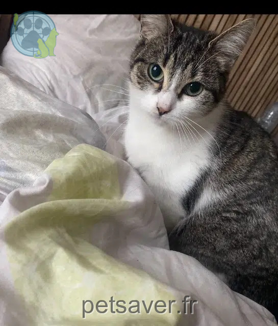 kat vermist 62480 Le Portel Emeraude kat lost 62480 Le Portel Emeraude