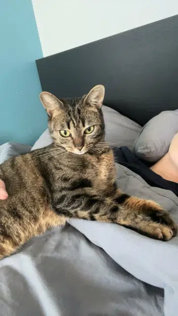 chatte lost   62640 Montigny-en-Gohelle Frisquette