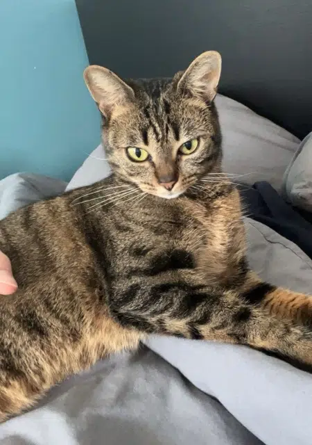 chatte lost   62640 Montigny-en-Gohelle Frisquette