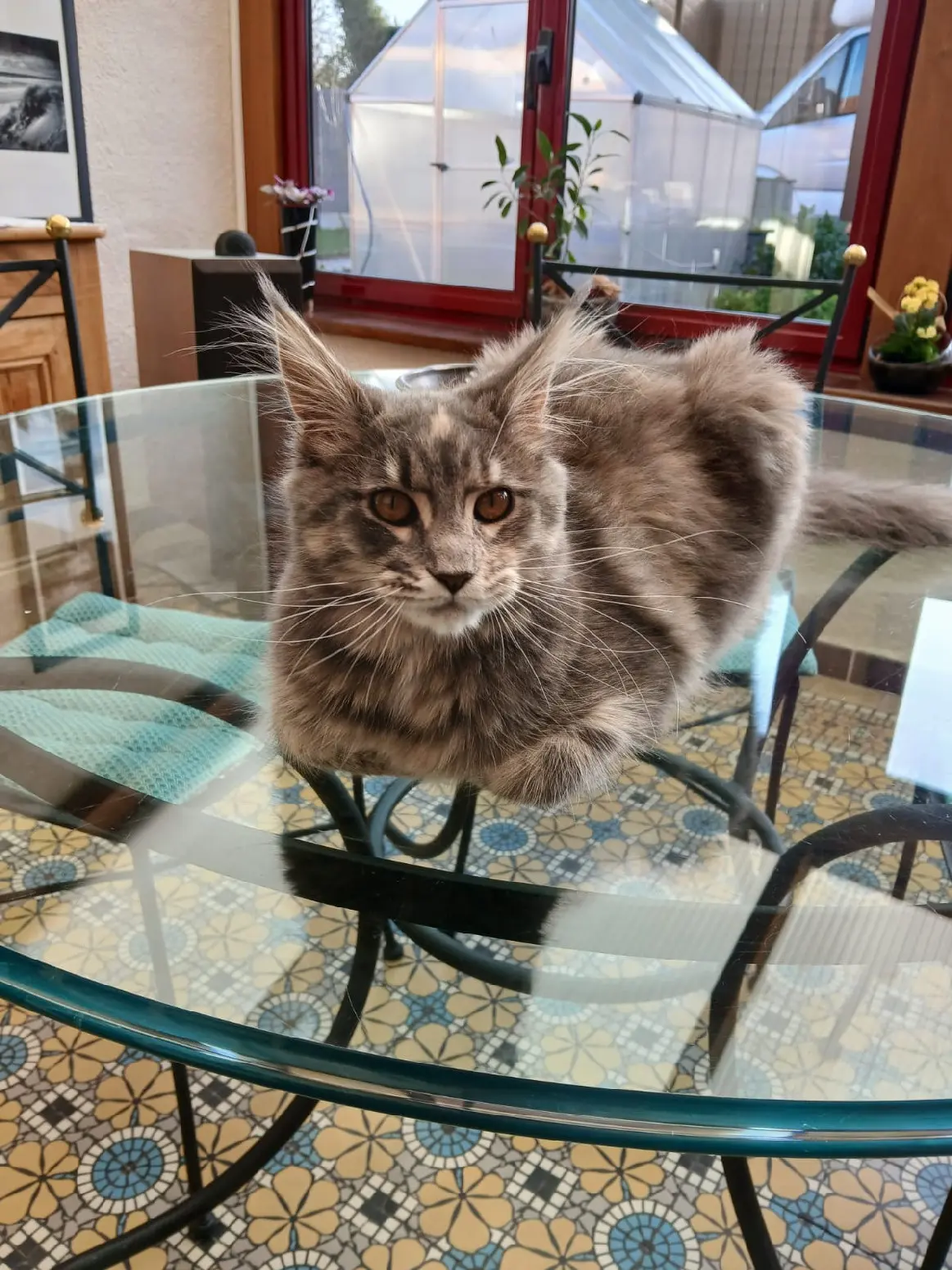 Chatte Perdue 62 Pas-de-Calais - Groot Chatte Perdue 62 Pas-de-Calais - Groot