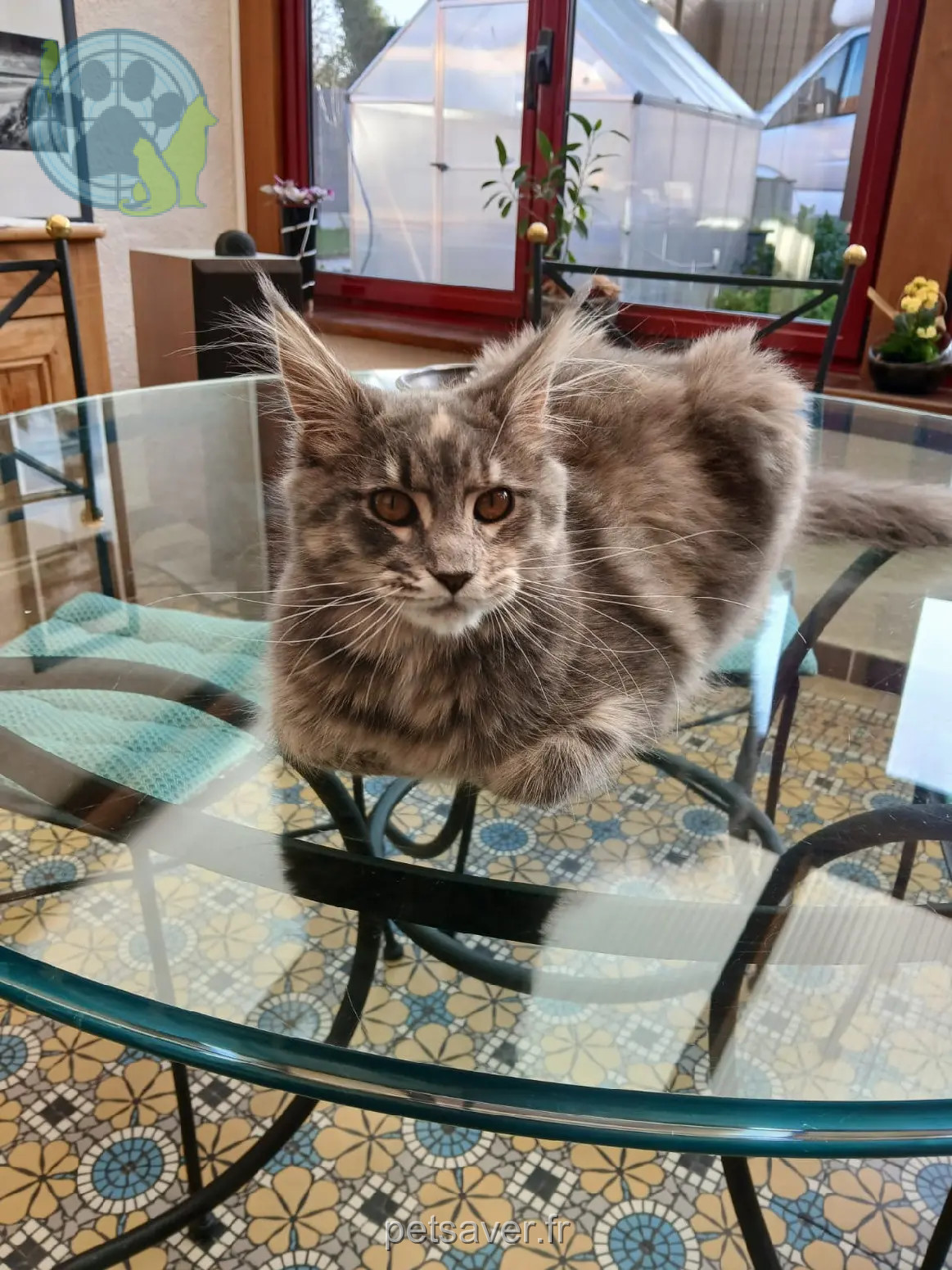 Chatte Perdue 62 Pas-de-Calais - Groot Chatte Perdue 62 Pas-de-Calais - Groot