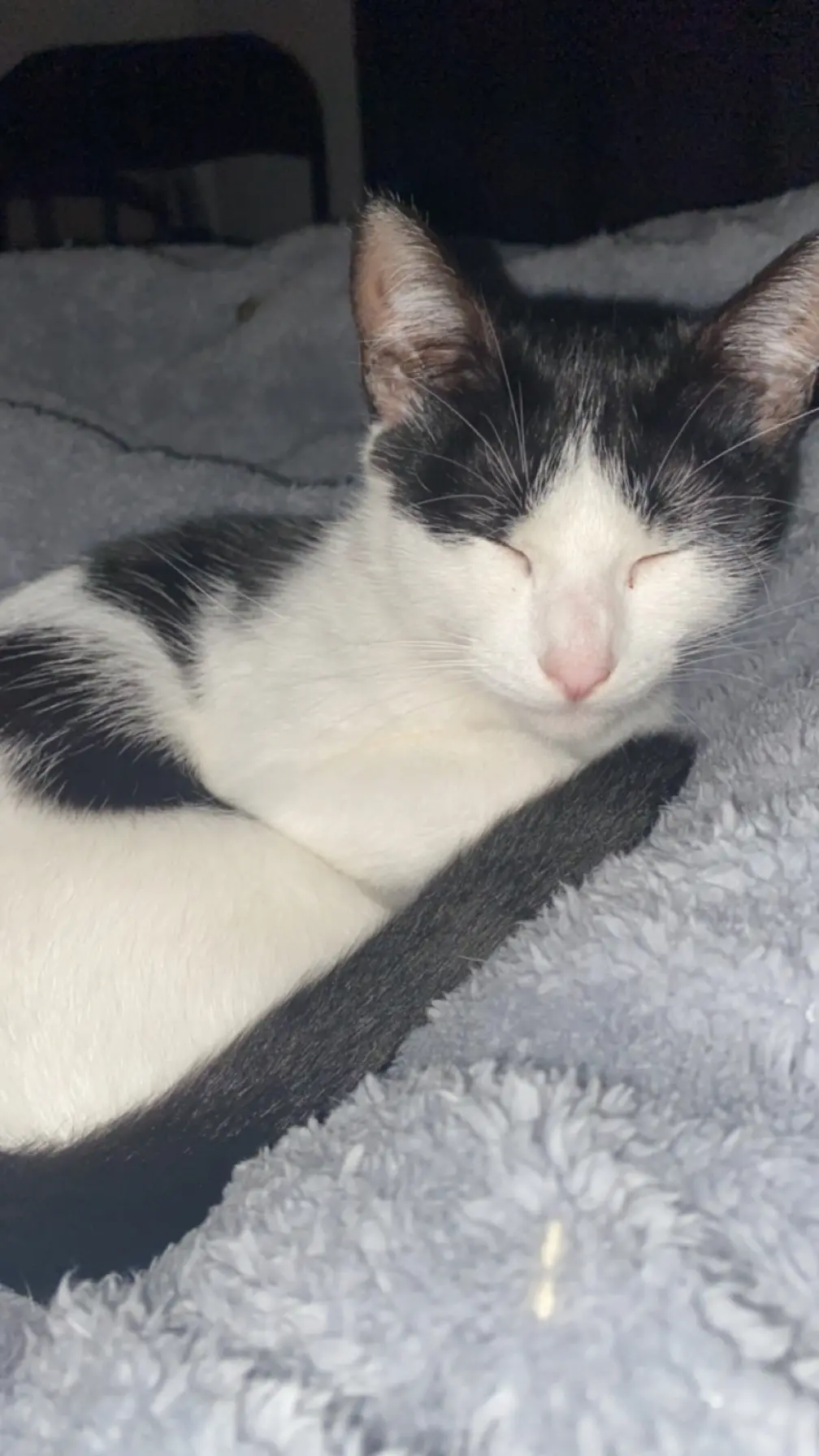 Chatte Perdue 62 Pas-de-Calais Chatte Perdue 62 Pas-de-Calais