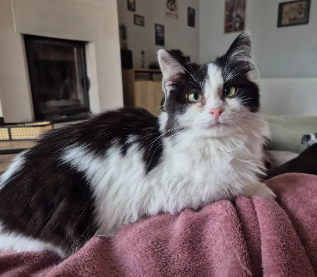 chatte lost   62260 Auchel Harley