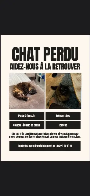chatte lost   62232 Annezin Izzy