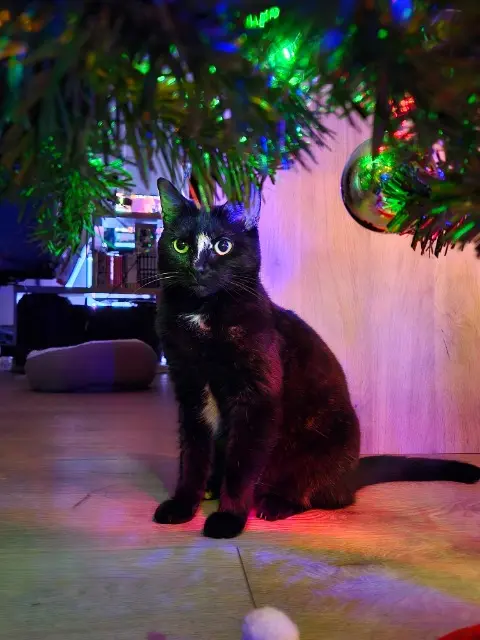 chatte lost   62590 Oignies Kahvia