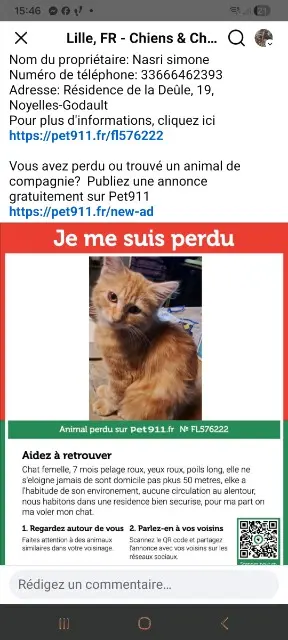 chatte lost   62950 Noyelles-Godault Kikine