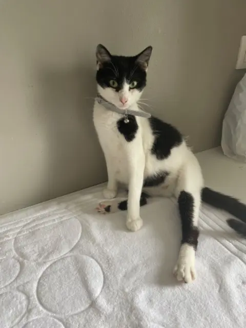 chatte lost   62100 Calais Kira