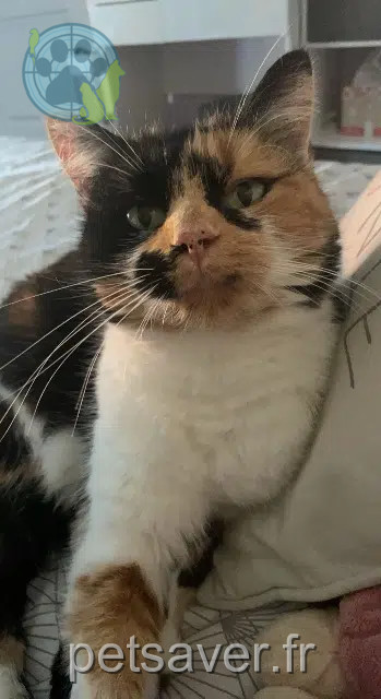 gatta lost   62450 Bapaume Kitty