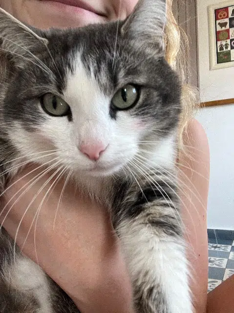 chatte lost   62300 Lens Chatounette