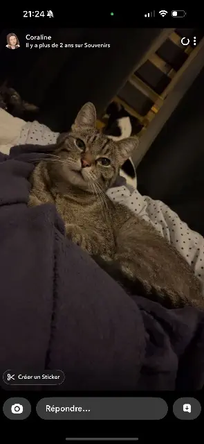 chatte lost   62300 Lens Noisette